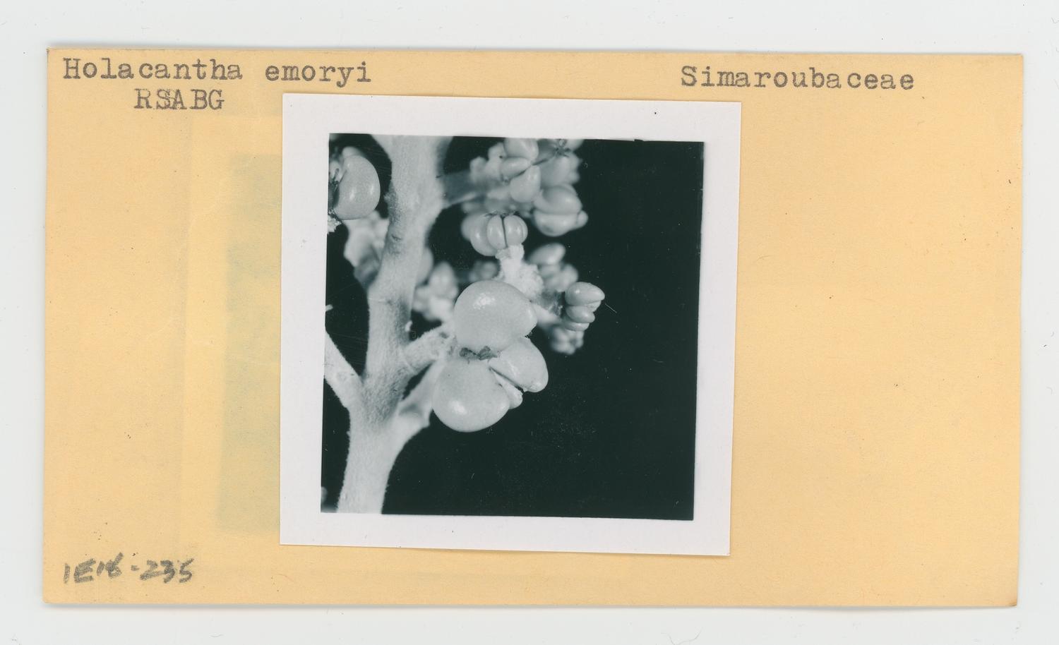 Holacantha emoryi