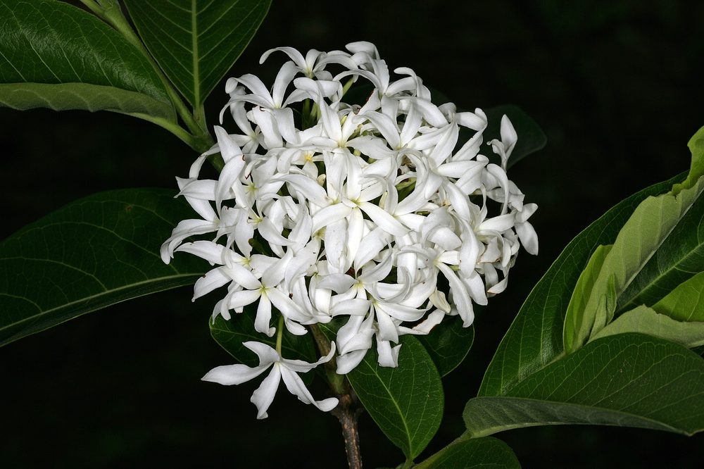 Tellicherry Bark