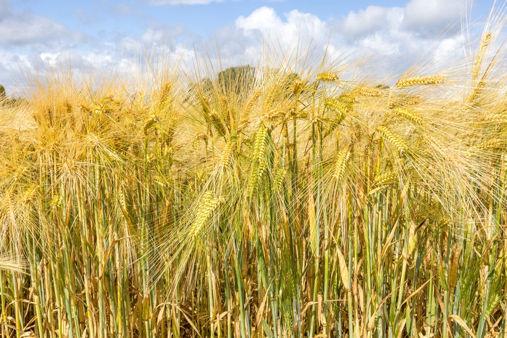 Barley