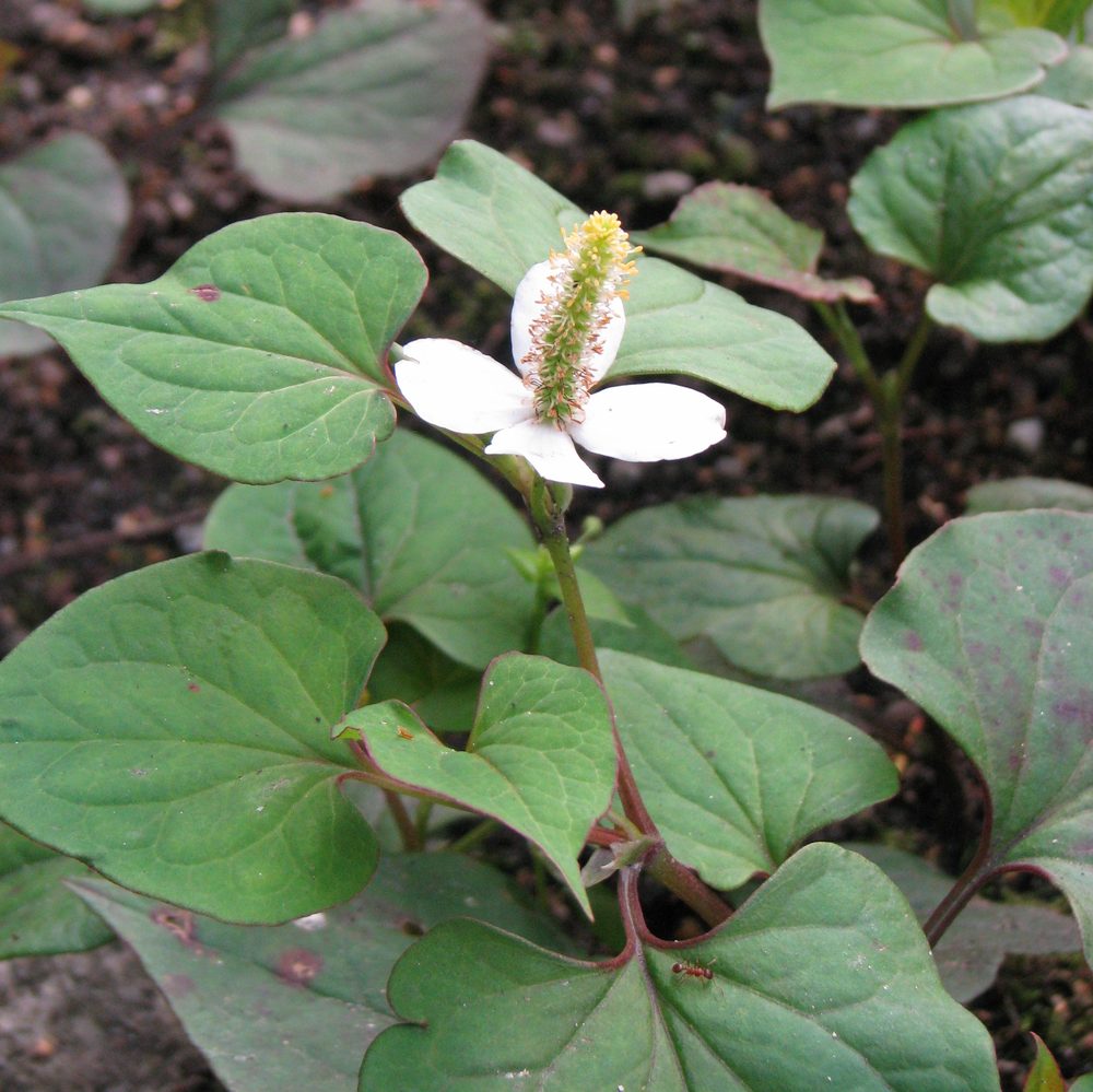 Fishwort