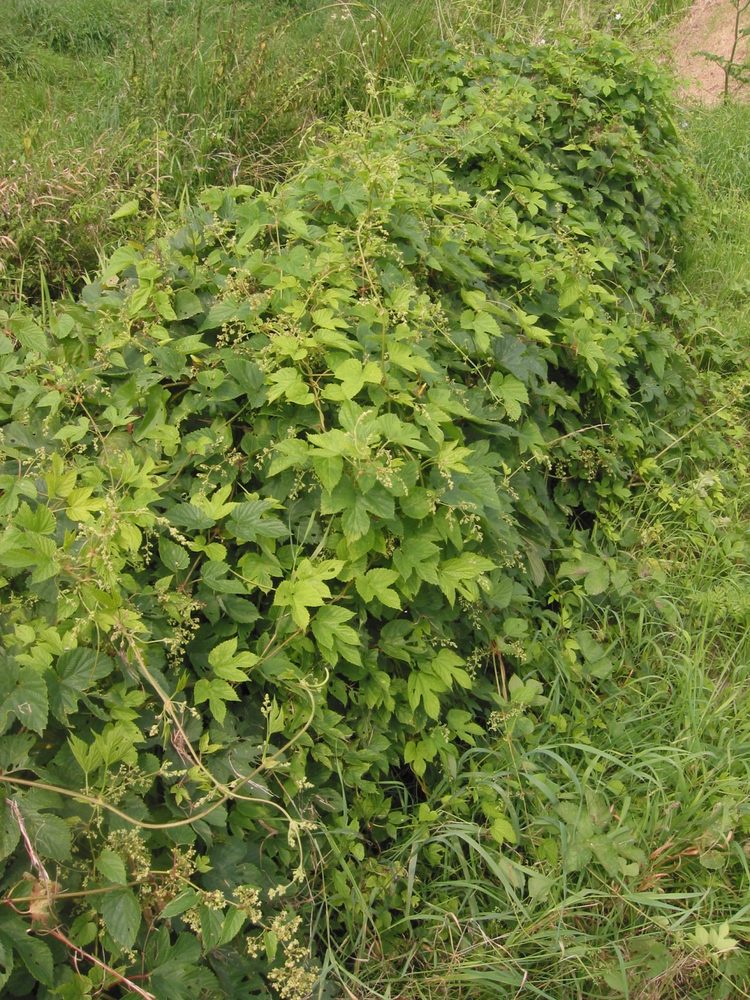 Hops