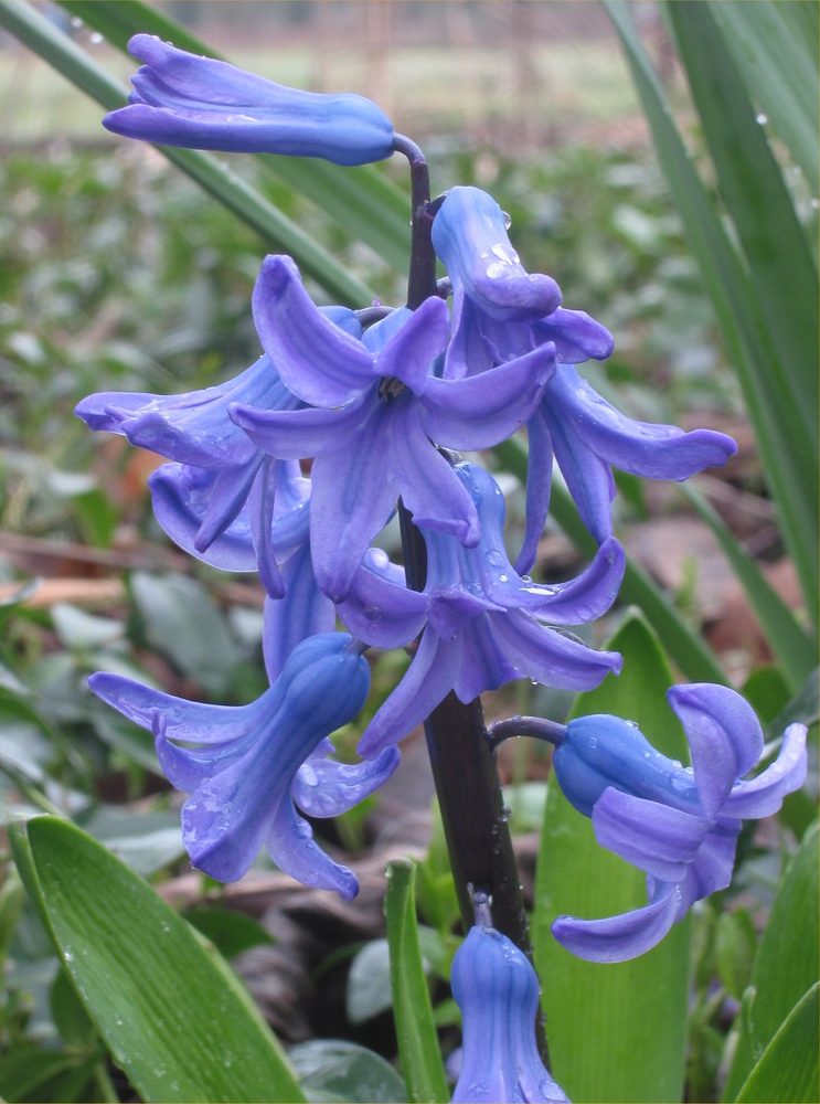 Hyacinth
