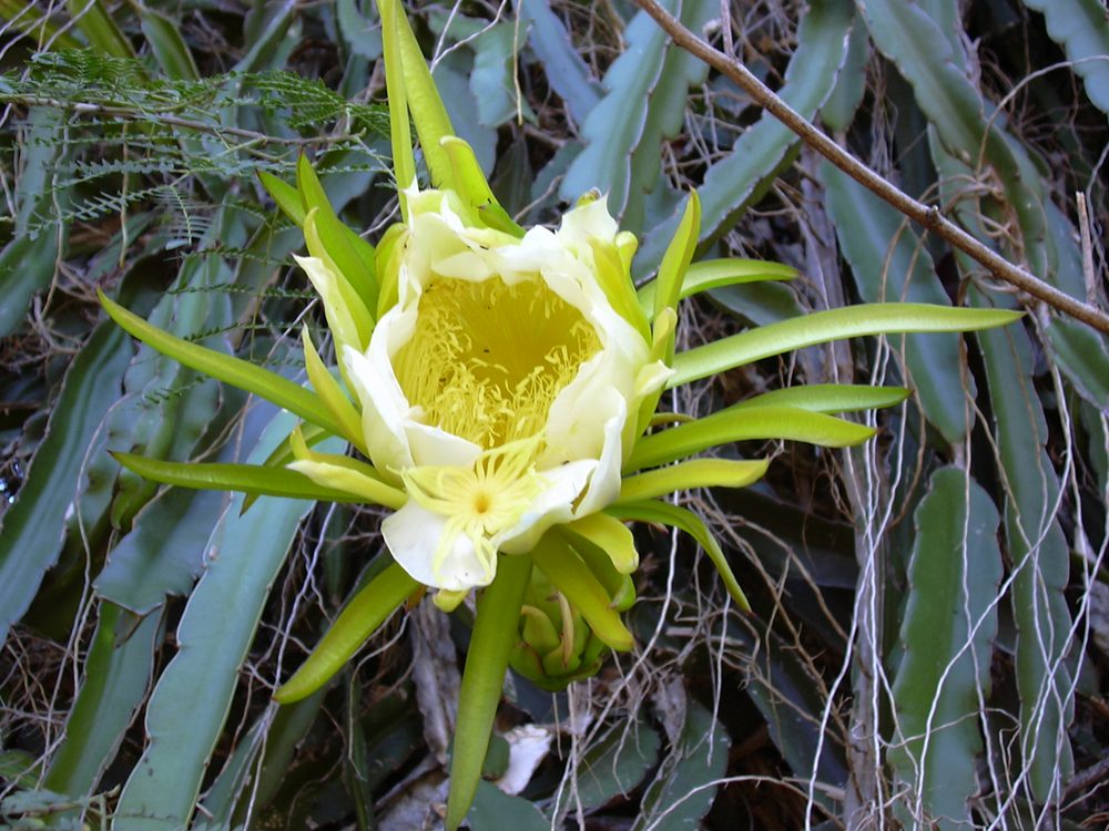 Night-Blooming Cereus