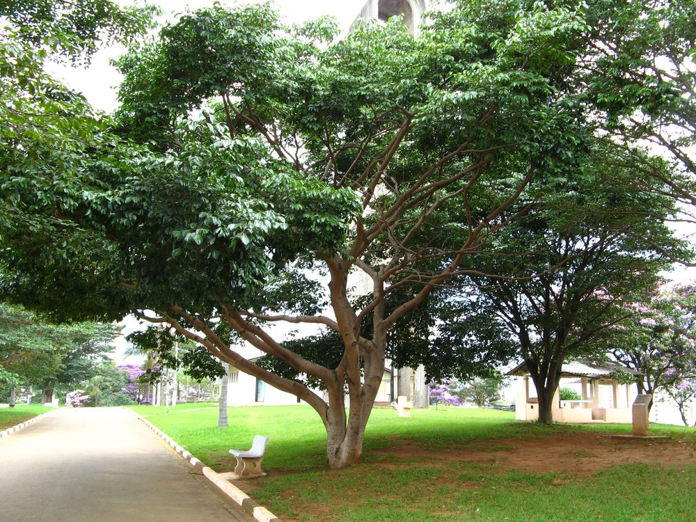 Hymenaea courbaril