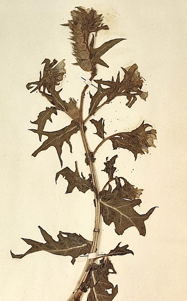 Henbane