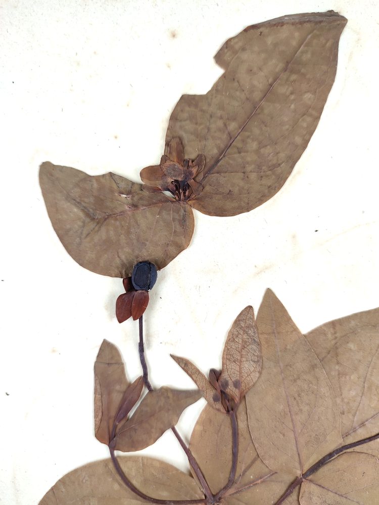 Hypericum androsaemum