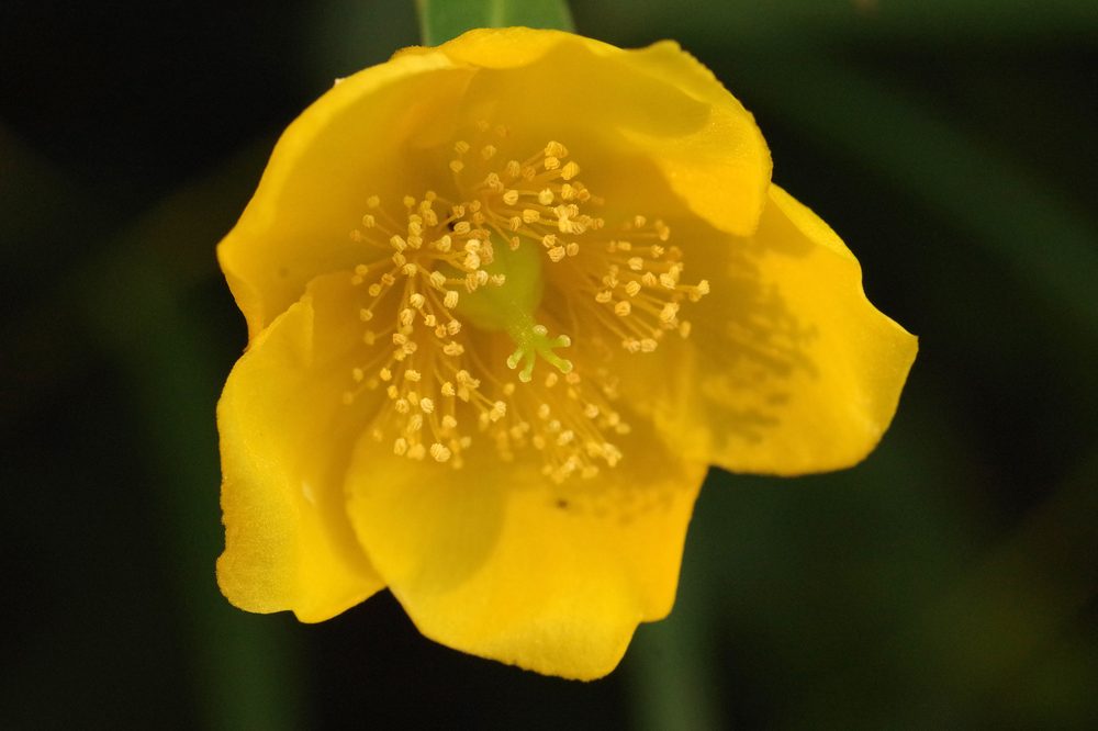 Hypericum patulum