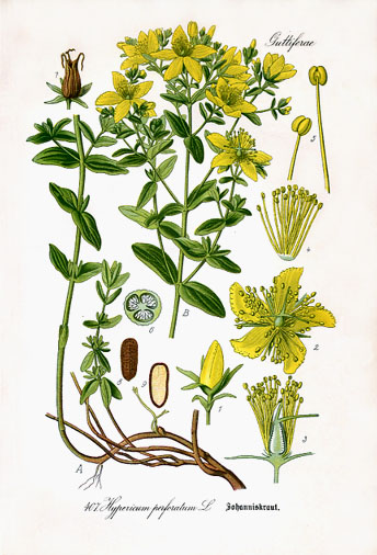 Common St. Johnswort