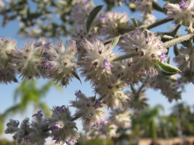 Hyptis albida