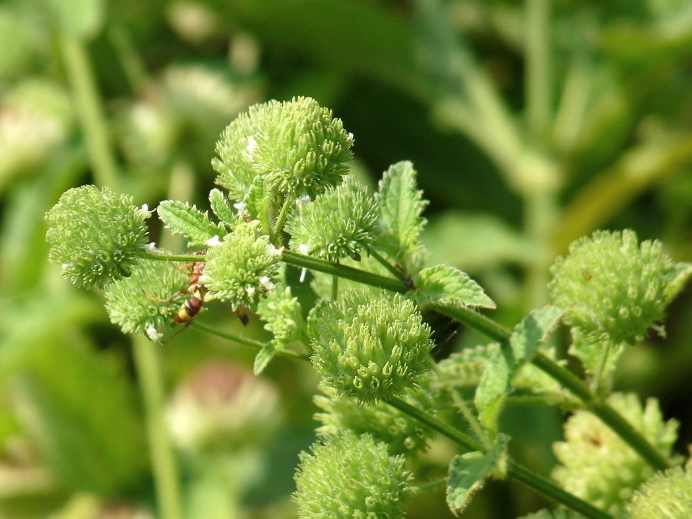 Knobweed