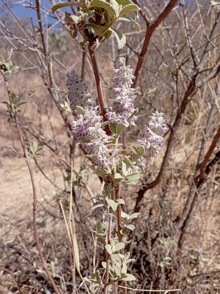 Hyptis dilatata