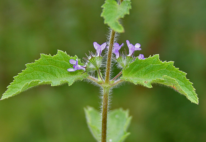 Wild Hops