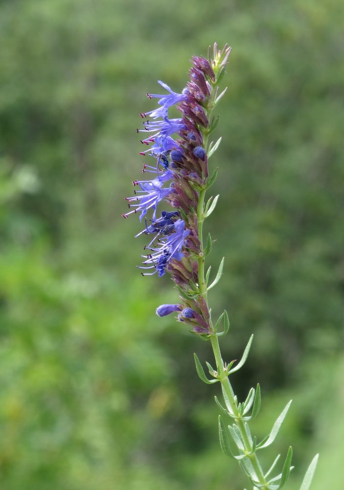 Hyssop