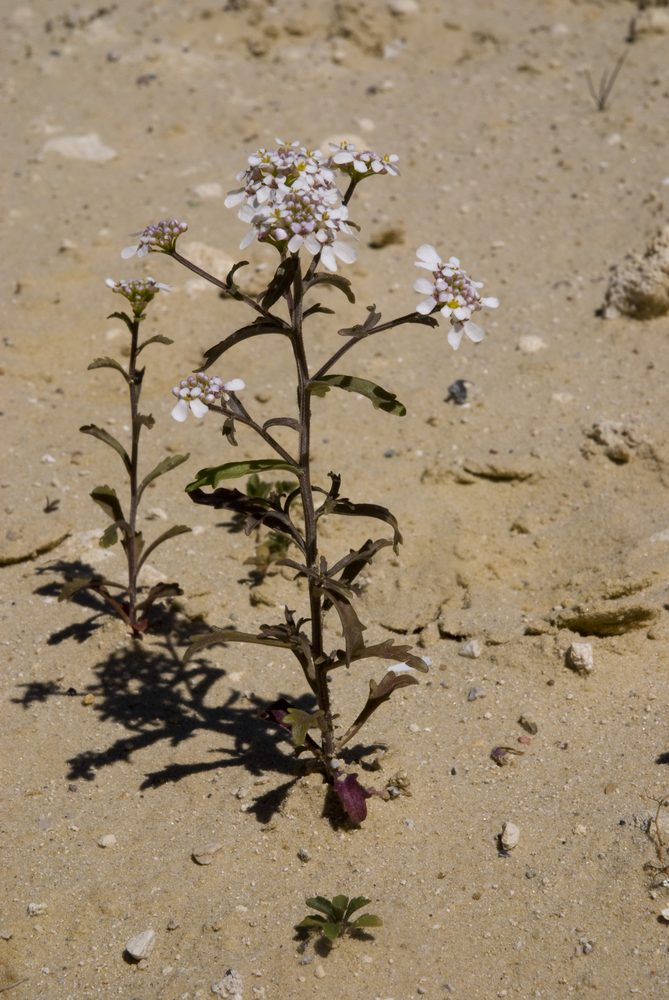 Rocket candytuft