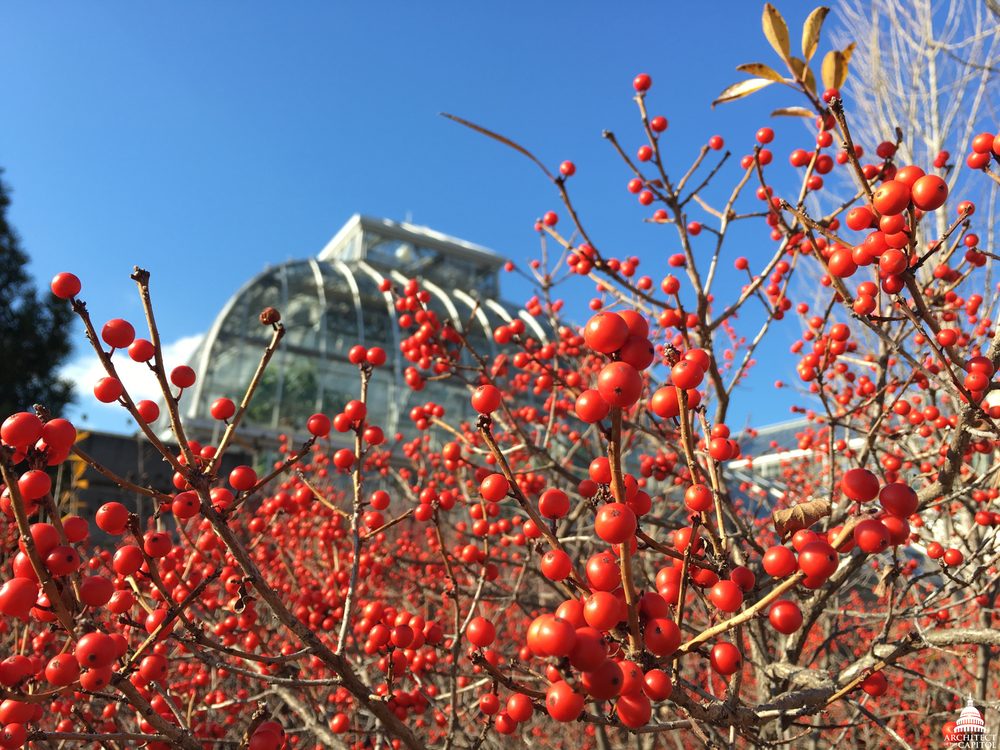 Ilex verticillata