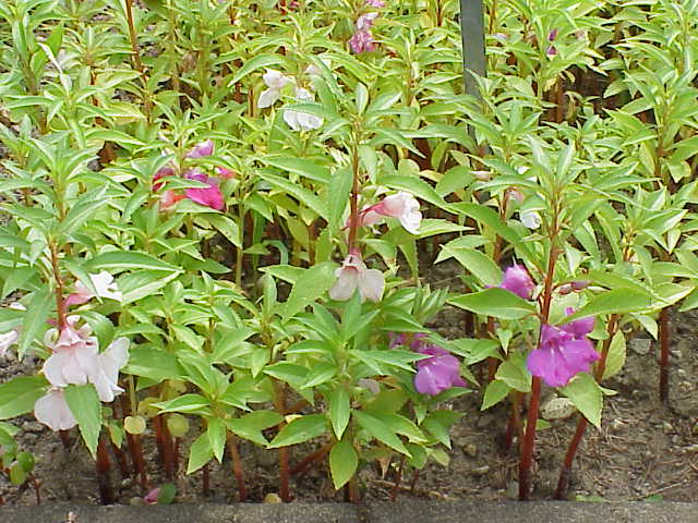 Garden balsam