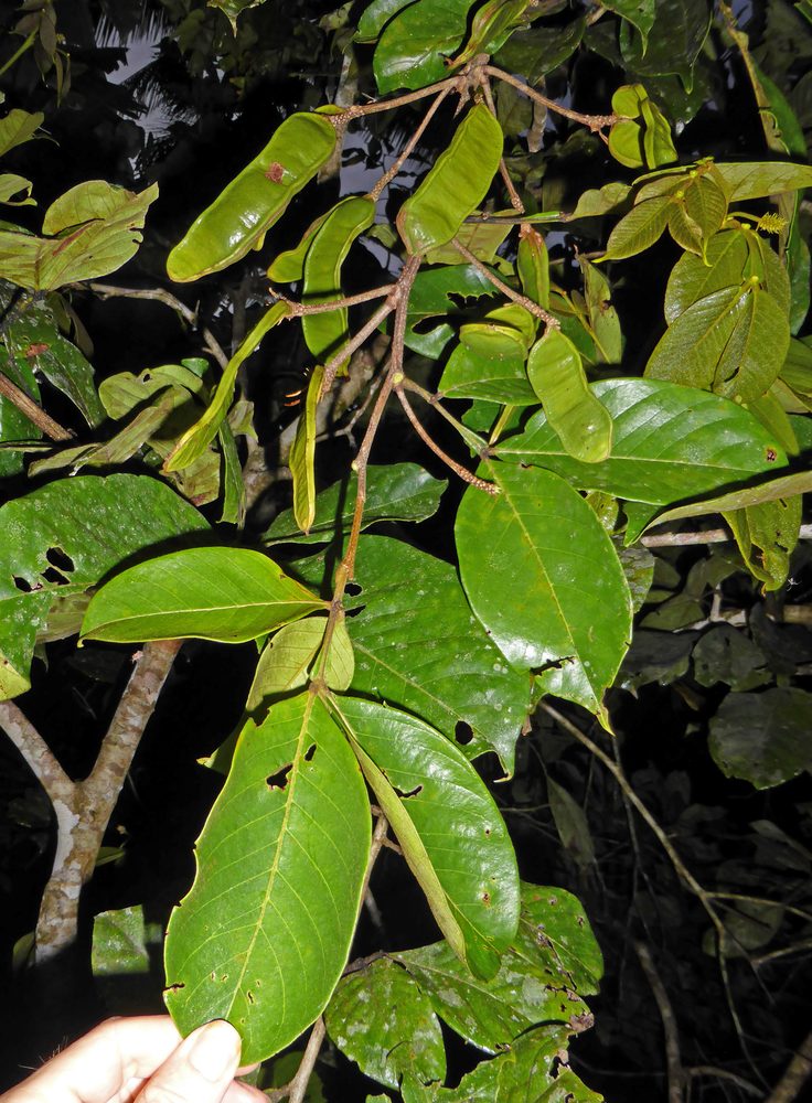 Inga punctata