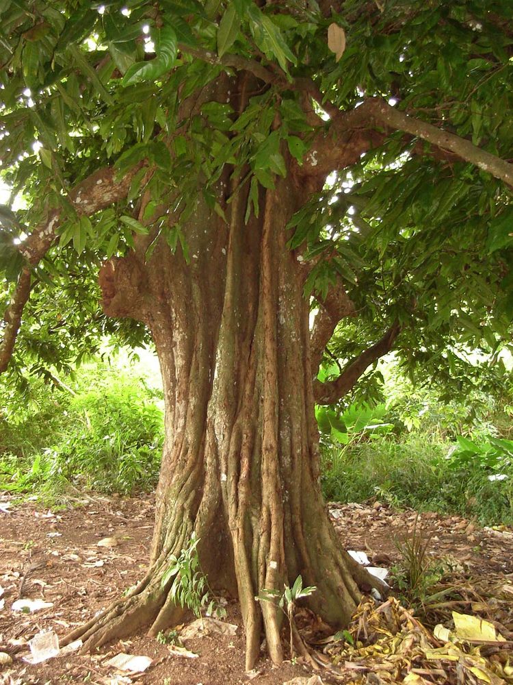 Otaheite chestnut