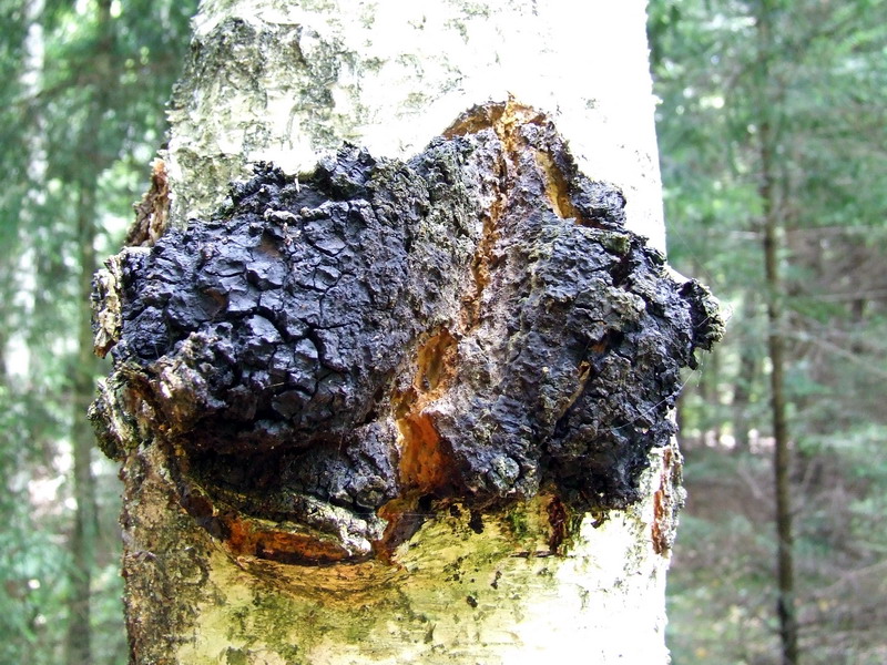 Inonotus obliquus