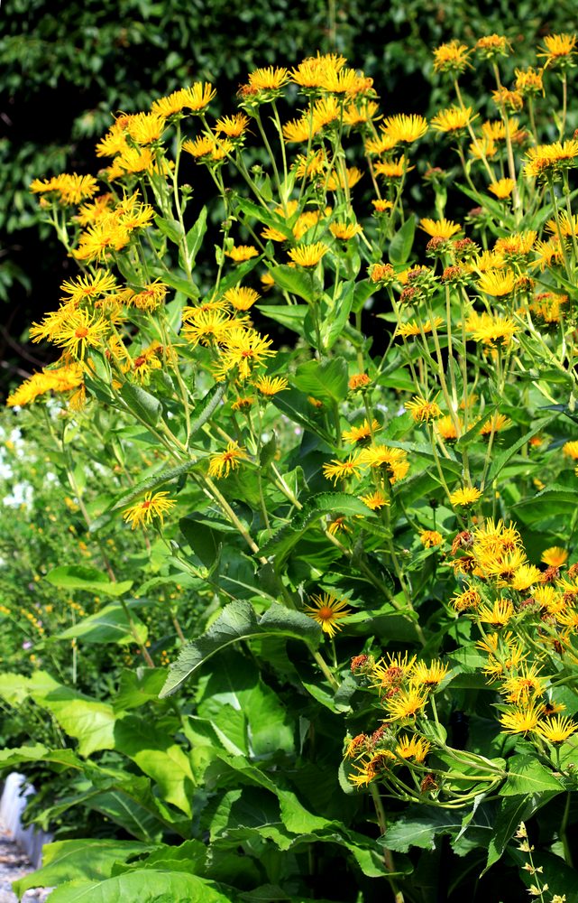 Elecampane