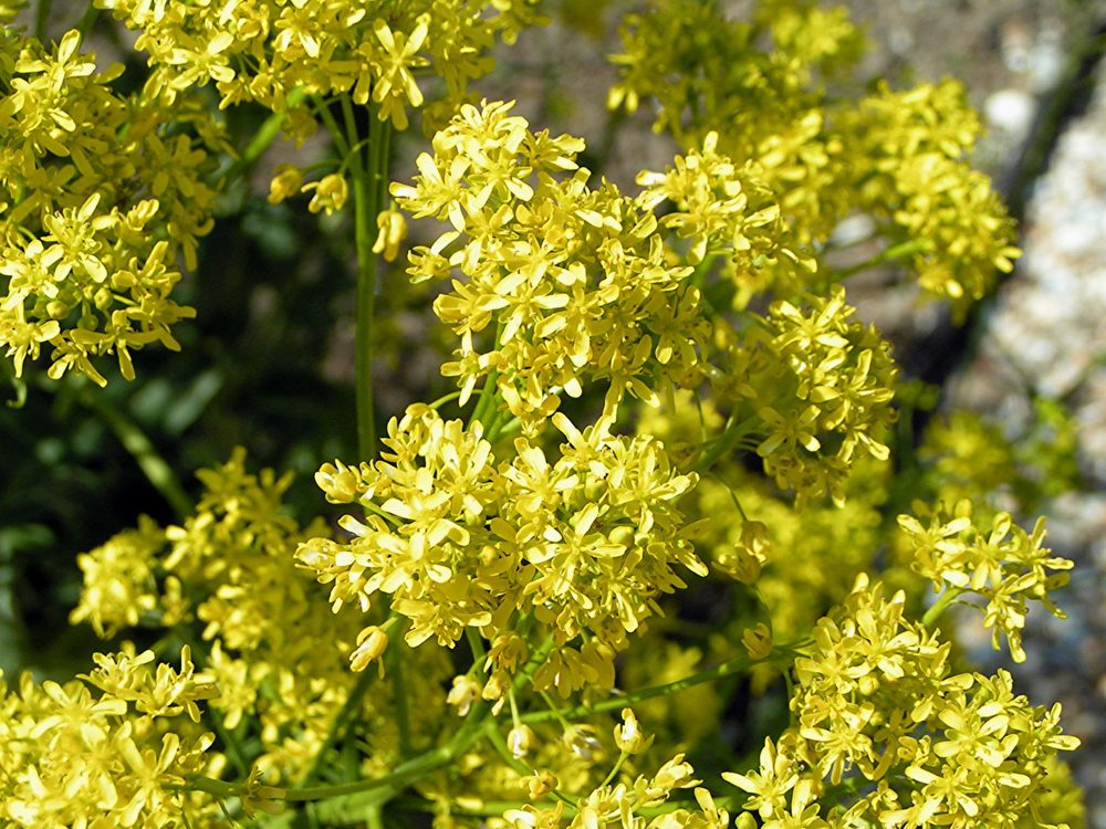 Dyer's Woad