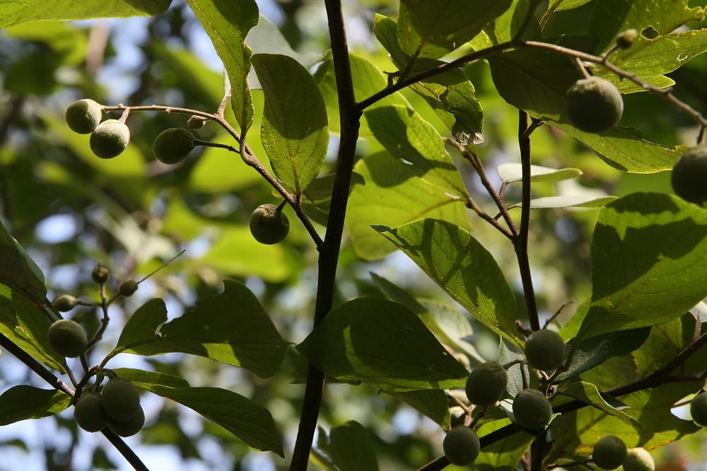 Isodon grandifolius