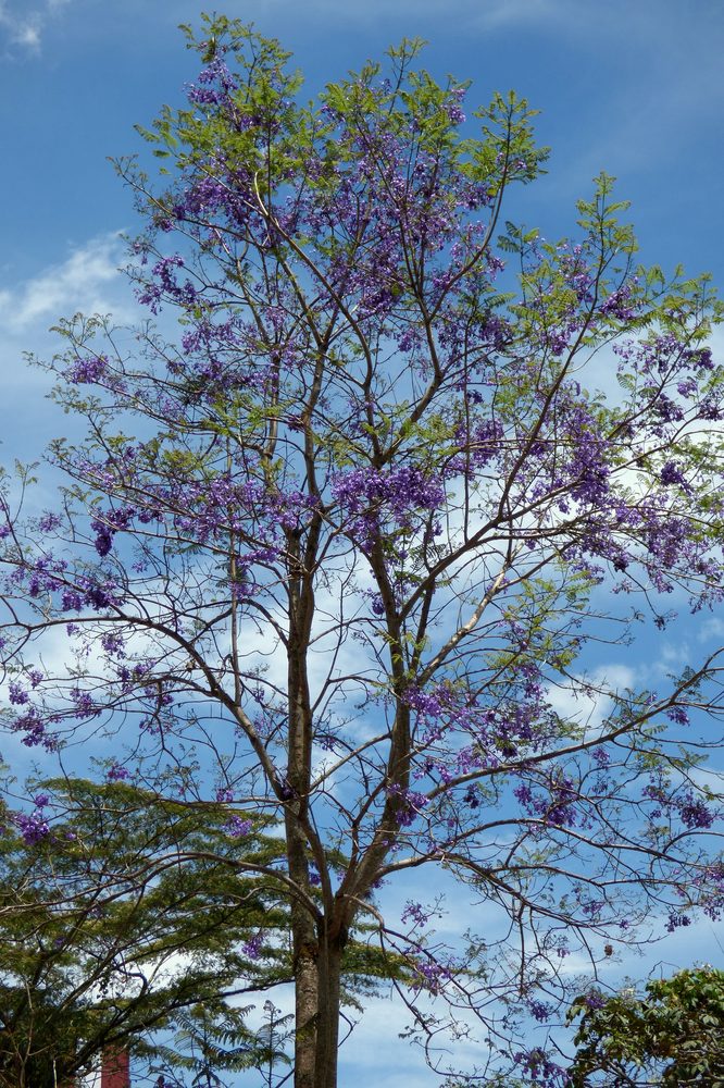 Jacaranda caucana