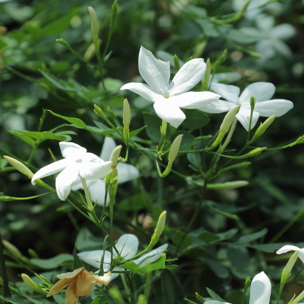 Jasmine