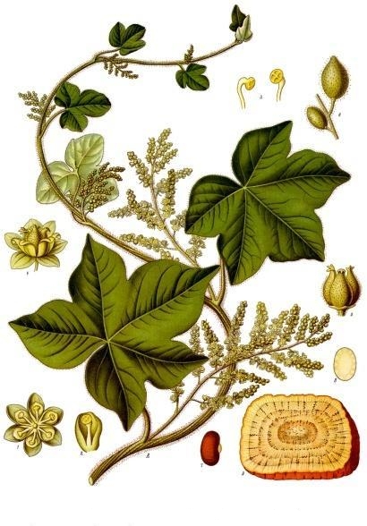 Calumba Root