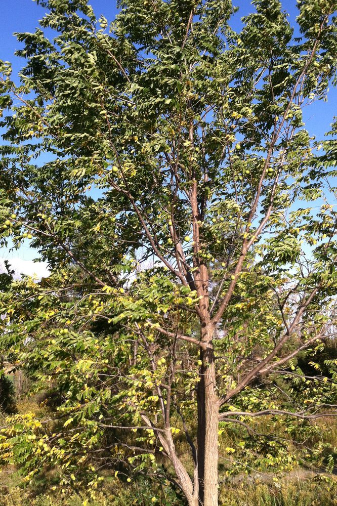 Black Walnut