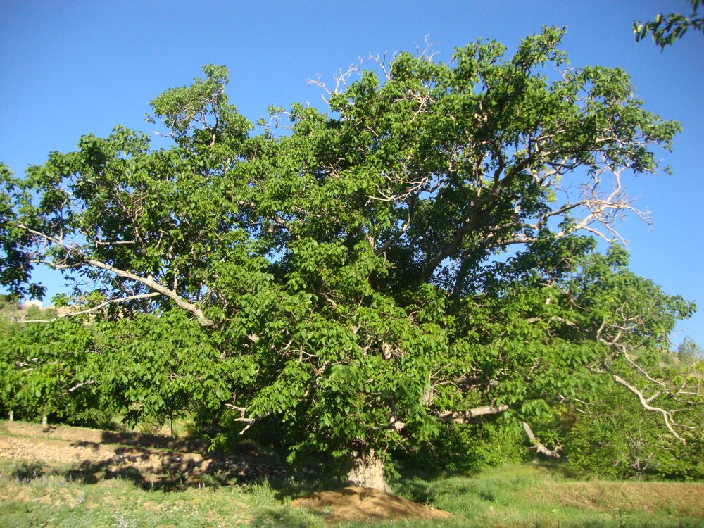 English Walnut