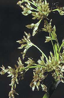 Juncus roemerianus