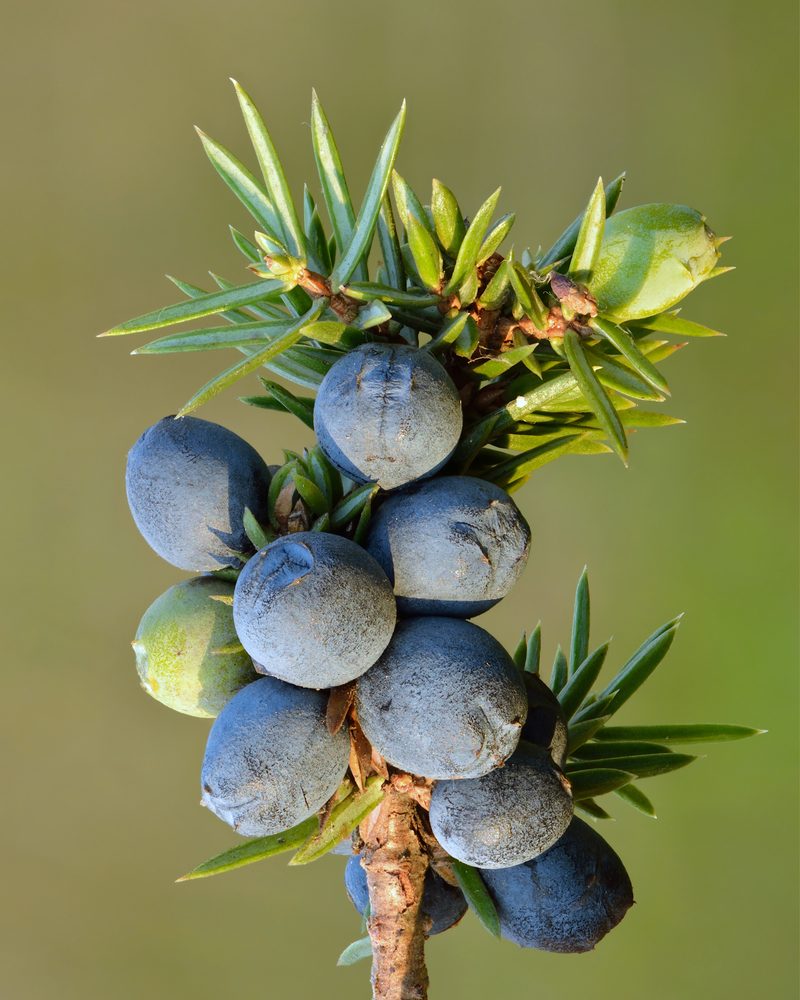 Common Juniper