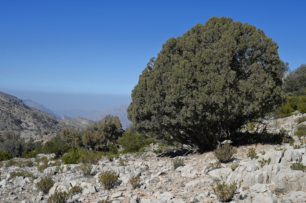 Himalayan Juniper