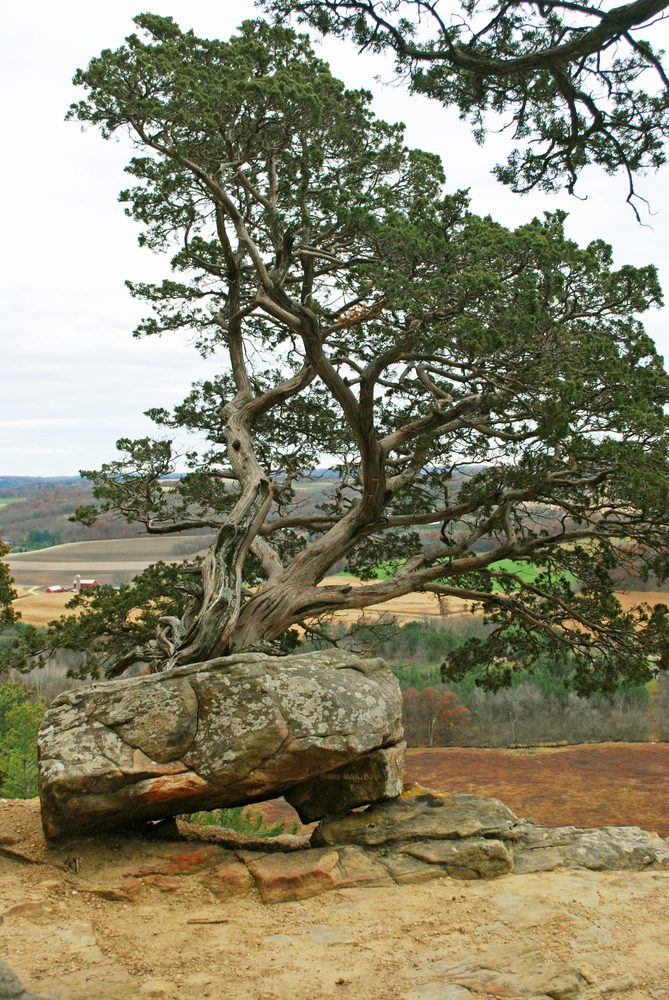 Red Cedar