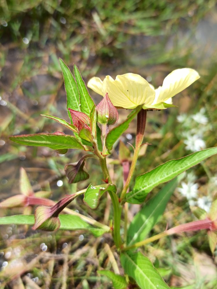 Jussiaea suffruticosa