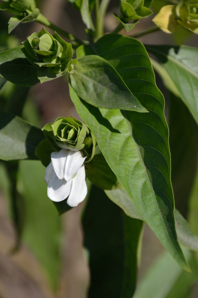 Malabar Nut