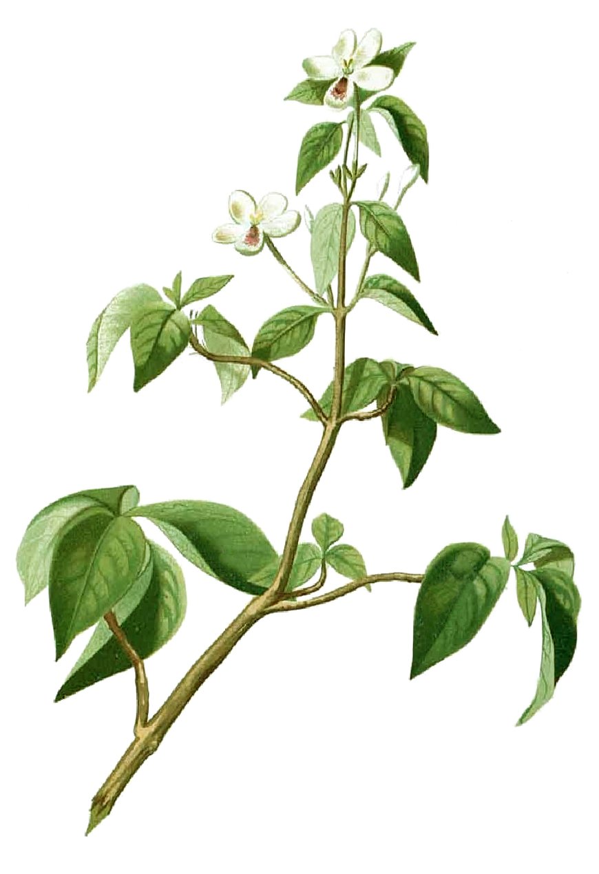 Gandarussa