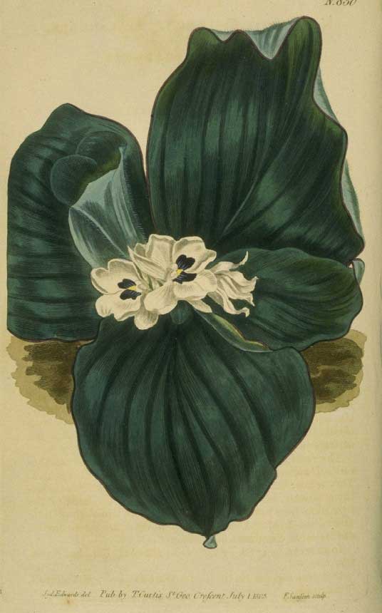 Maraba