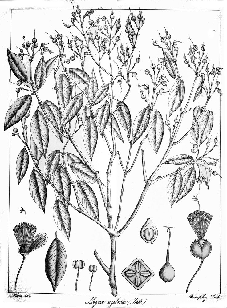 Kayea stylosa