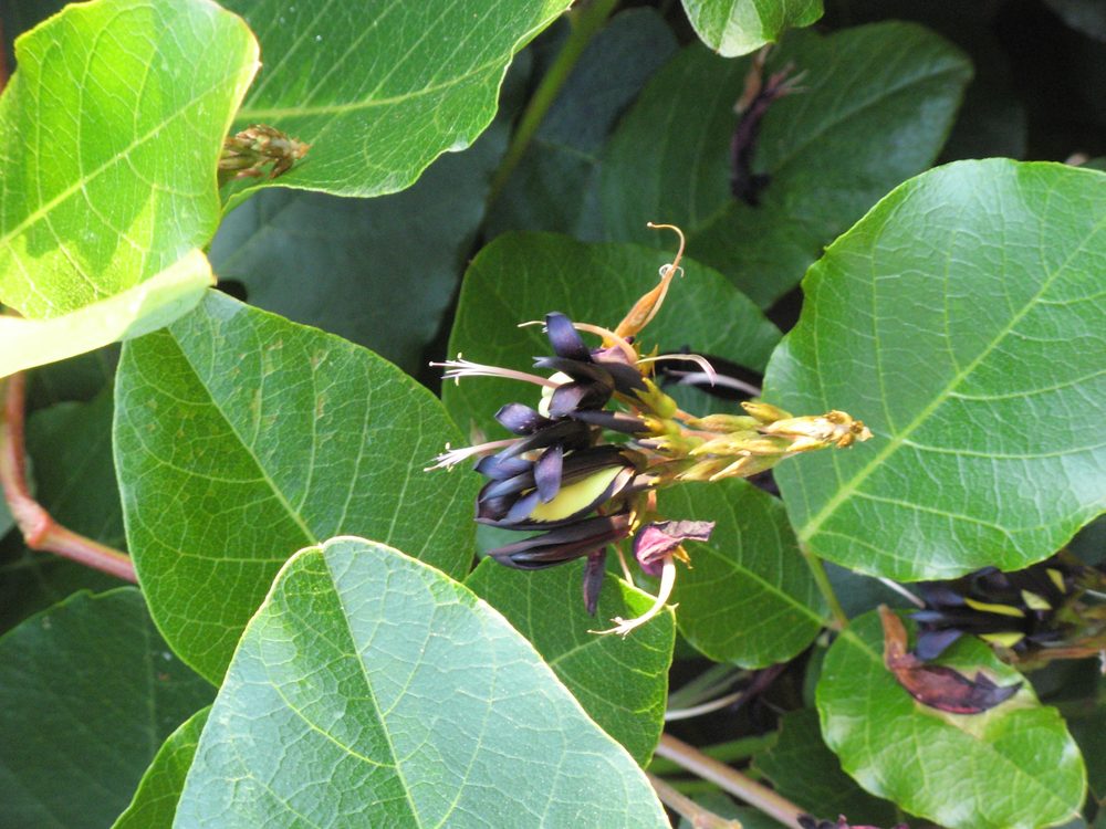 Kennedia nigricans