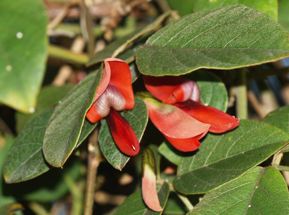 Kennedia rubicunda