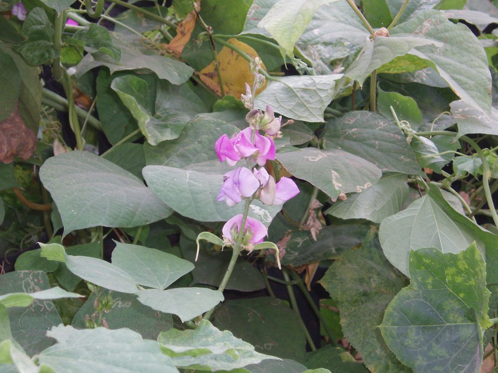 Bonavist Bean