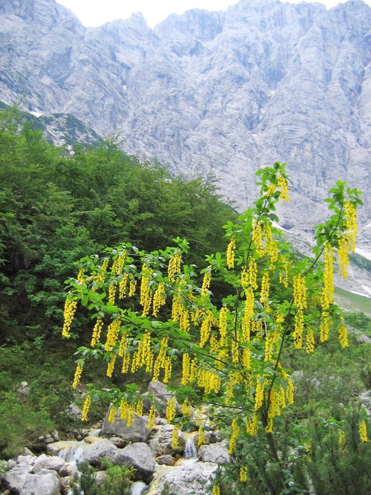 Laburnum alpinum