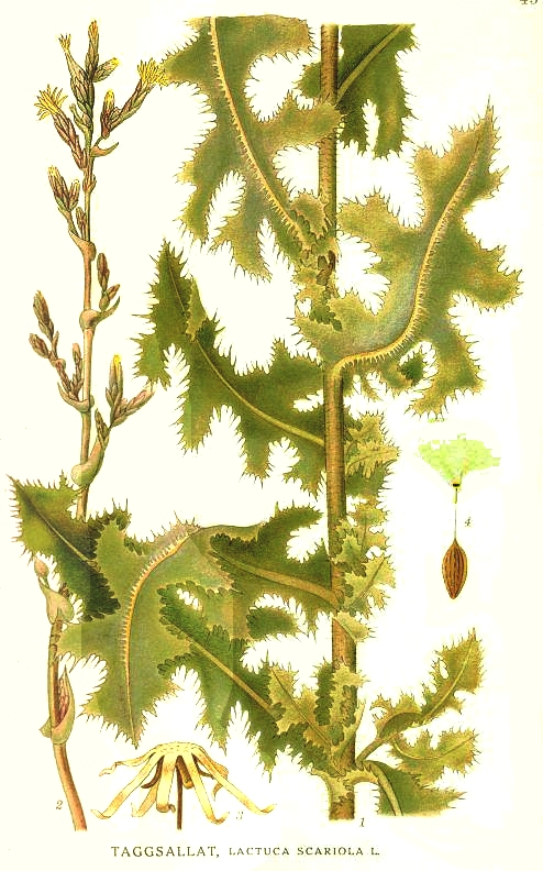 Prickly Lettuce
