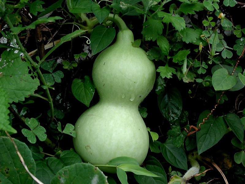 Calabash Gourd