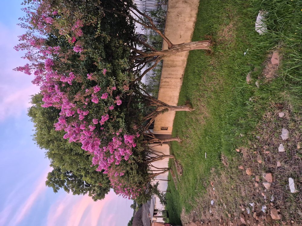 Crape Myrtle