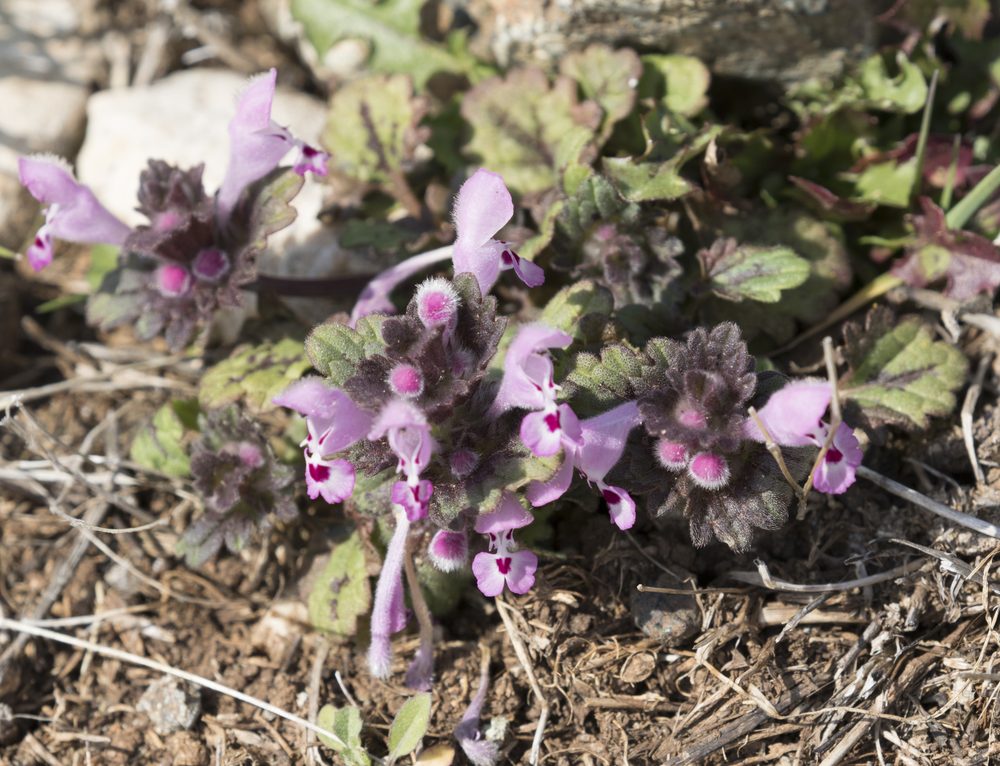 Lamium sp