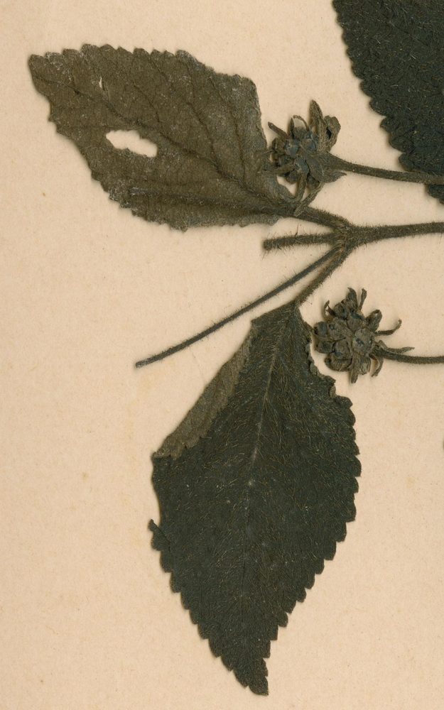 Lantana