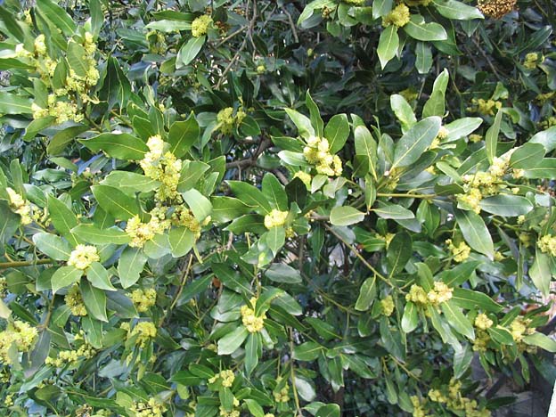 Bayleaf